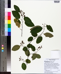 Berchemia scandens image