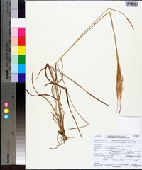 Andropogon elliottii image