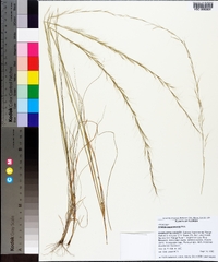 Aristida purpurascens image