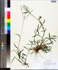 Digitaria ciliaris image