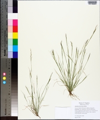 Aristida dichotoma image