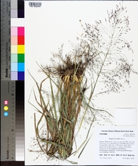 Eragrostis lugens image