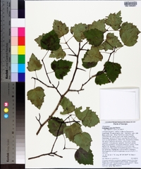 Crataegus iracunda image