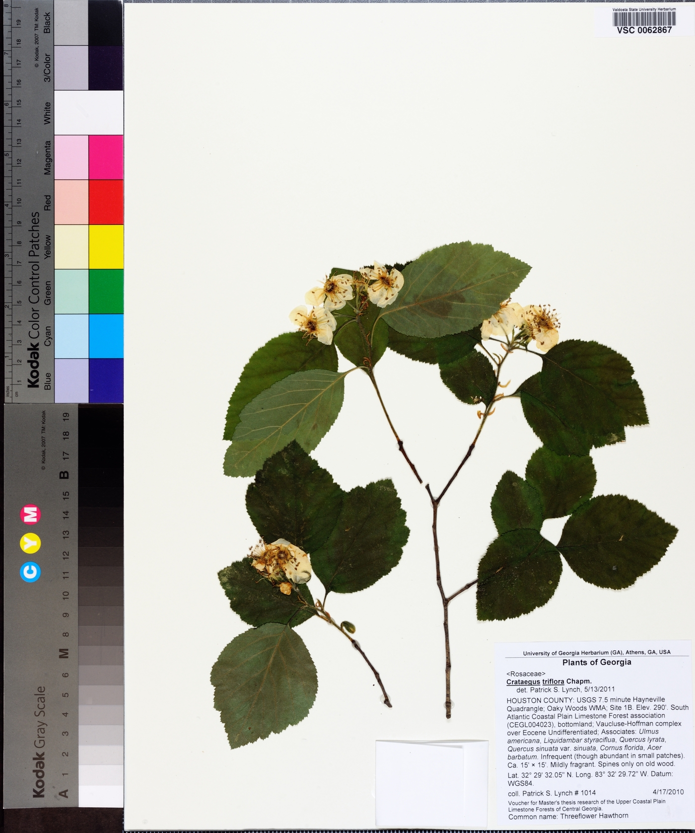 Crataegus triflora image