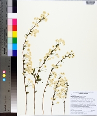 Spiraea prunifolia image