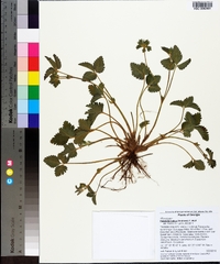 Potentilla indica image