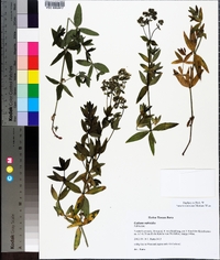 Galium rubioides image