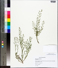 Thesium ramosum image