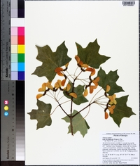 Acer barbatum image