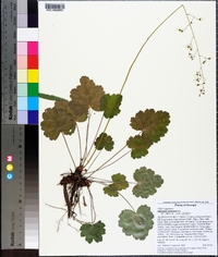 Heuchera americana image