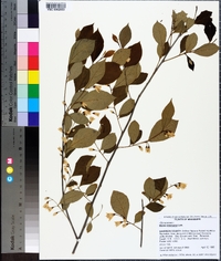 Styrax americanus image