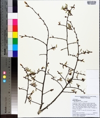 Ulmus alata image