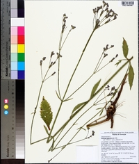 Verbena brasiliensis image