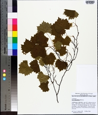 Vitis rotundifolia image