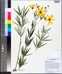 Coreopsis delphiniifolia image