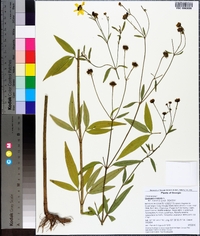 Coreopsis tripteris image