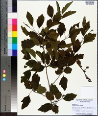 Crataegus viridis image