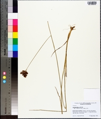 Juncus biflorus image