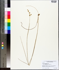 Juncus scirpoides image