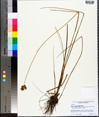 Juncus polycephalos image