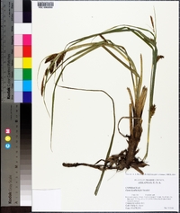 Carex hyalinolepis image