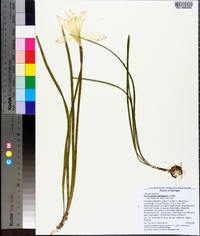 Zephyranthes atamasca image