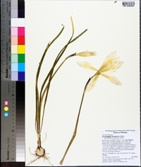 Zephyranthes atamasca image