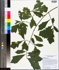 Quercus lyrata image