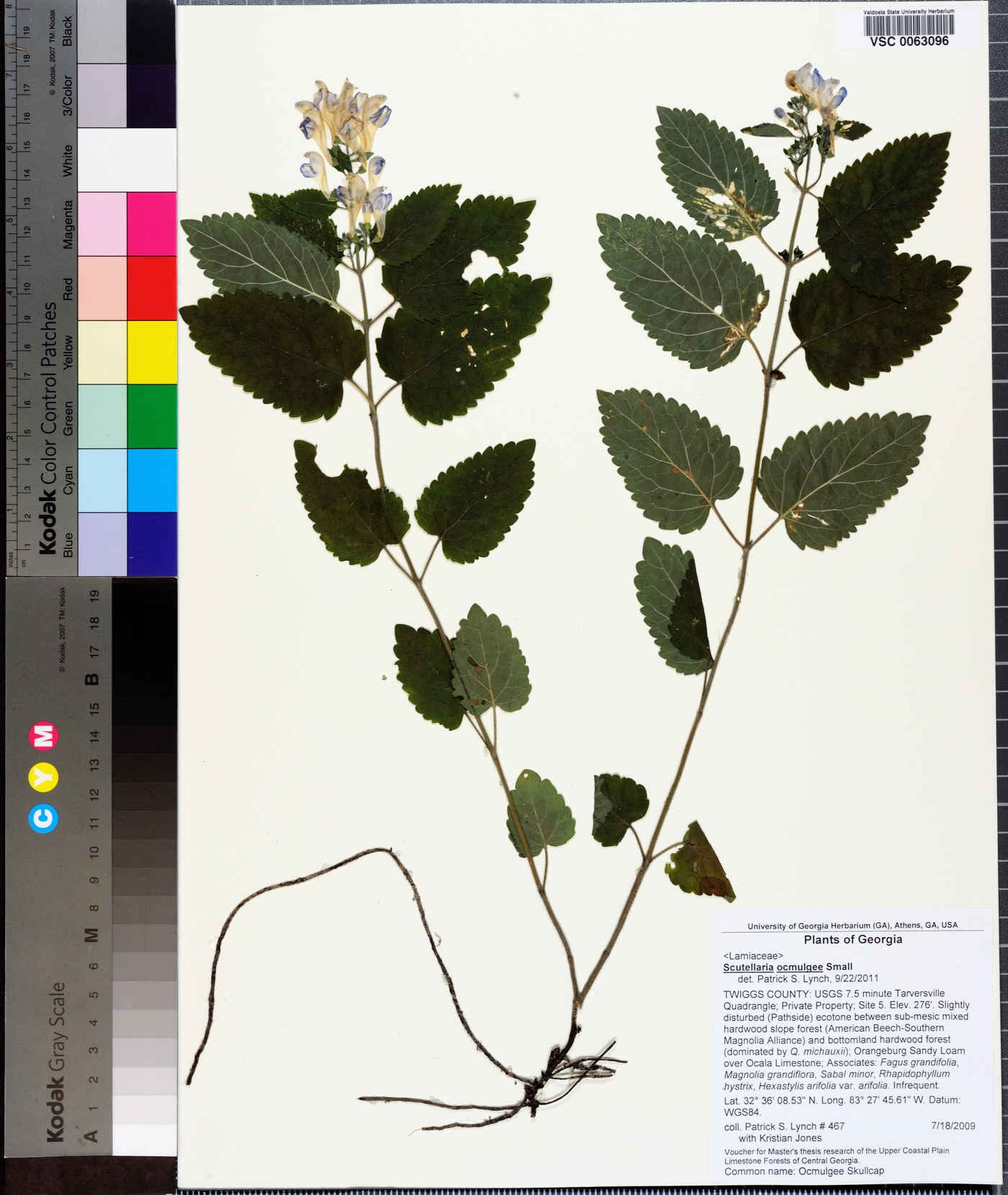 Scutellaria ocmulgee image