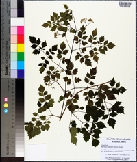 Ampelopsis arborea image