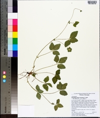 Potentilla indica image