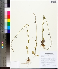 Lobelia appendiculata image