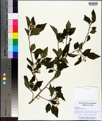 Crataegus viridis image