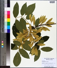 Fraxinus caroliniana image