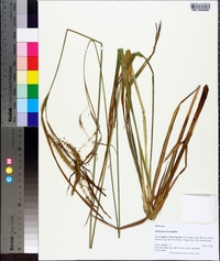 Carex gynandra image