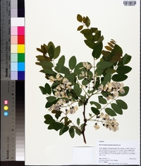 Robinia kelseyi image