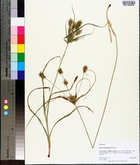 Cyperus retrofractus image