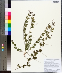 Lespedeza repens image