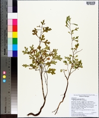 Crataegus spathulata image