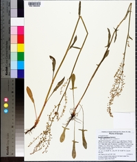 Rumex hastatulus image