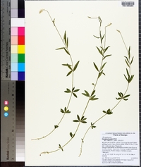 Polygala boykinii image