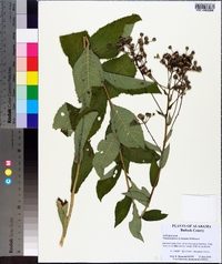 Vernonia glauca image