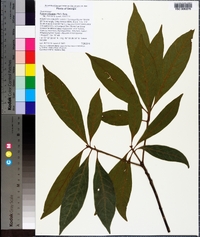 Persea palustris image