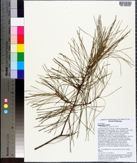 Pinus glabra image