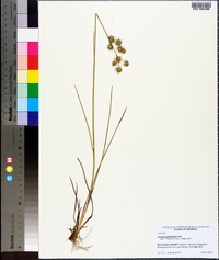 Juncus scirpoides image