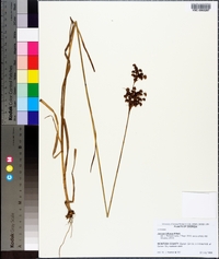 Juncus biflorus image