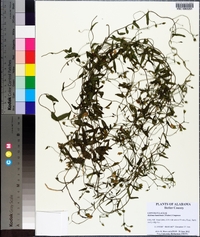 Stylisma humistrata image
