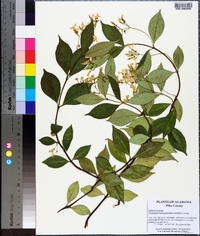 Trachelospermum jasminoides image