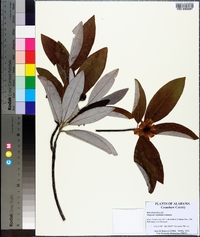 Magnolia virginiana image