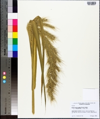 Echinochloa walteri image